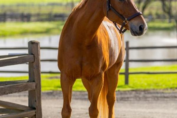 揭秘1966年出生的马命人：性格、机遇与挑战