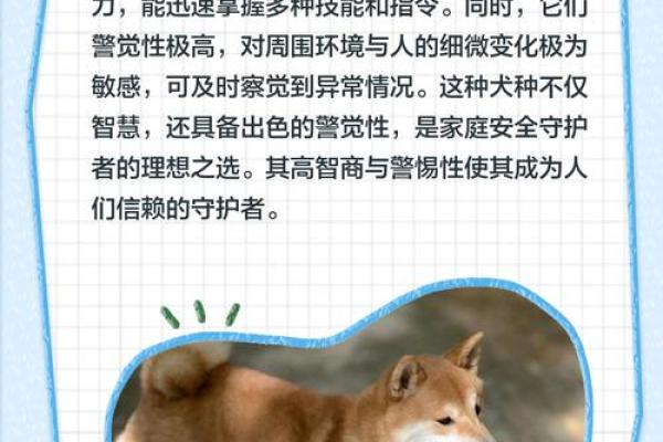 揭秘狗年宝宝的土命特征，探讨成长与性格的奥秘！