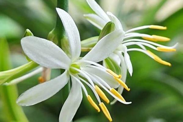 适合养吊兰的人群解析:让你的家更添生机与活力! 适合养吊兰的人群解析:让你的家更添生机与活力!