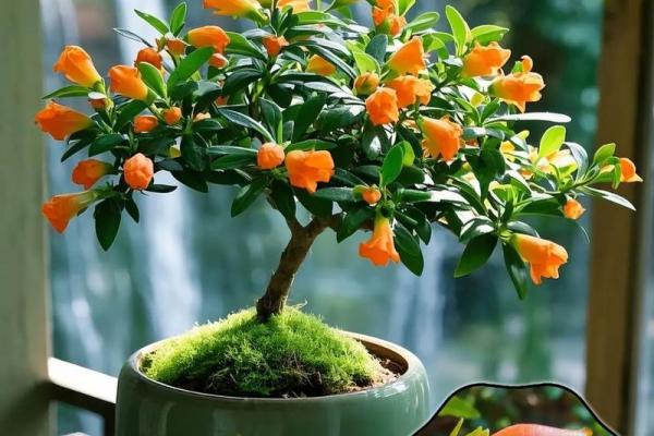 适合养吊兰的人群解析:让你的家更添生机与活力! 适合养吊兰的人群解析:让你的家更添生机与活力!