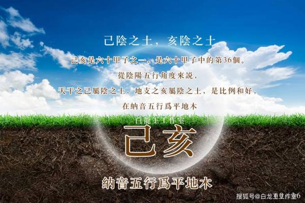 玉兔与金兔:不同命运的生肖解析与人生启示 玉兔与金兔:不同命运的生肖解析与人生启示