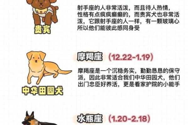 不同命格如何选择适合自己的宠物，助你人生顺风顺水！