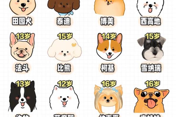 不同命格如何选择适合自己的宠物，助你人生顺风顺水！