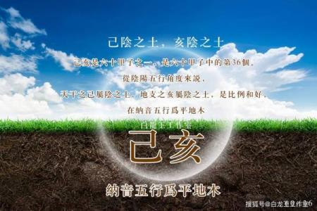 玉兔与金兔：不同命运的生肖解析与人生启示