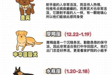 不同命格如何选择适合自己的宠物，助你人生顺风顺水！