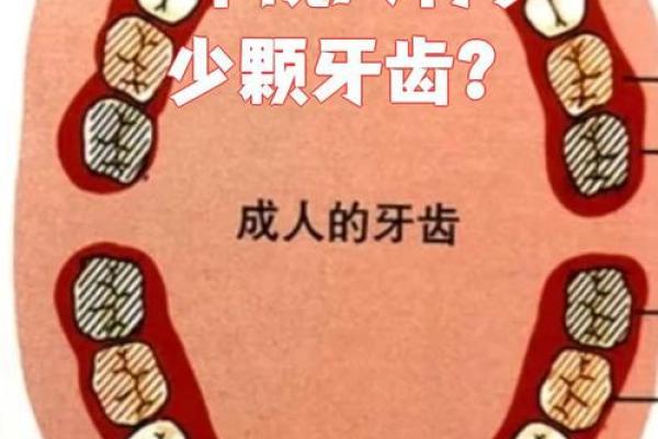 牙齿的奥秘：24颗牙齿背后的命运与健康关系