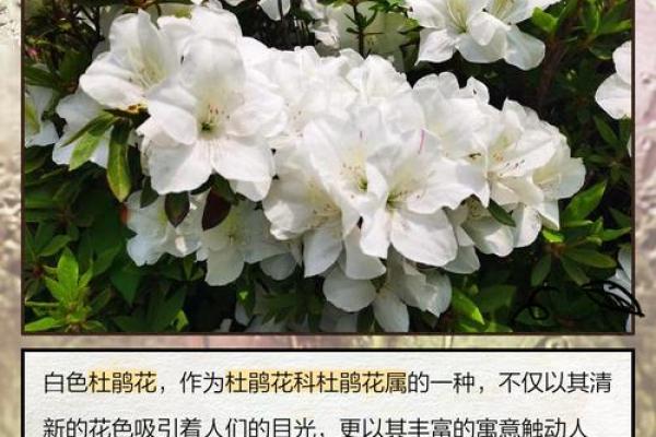 什么是杜鹃命？探索古老命理中的神秘秘密