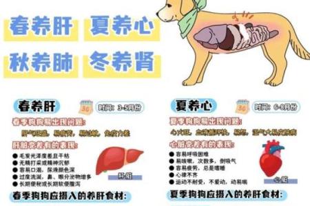 狗生最佳季节揭秘：春夏秋冬命运如何？