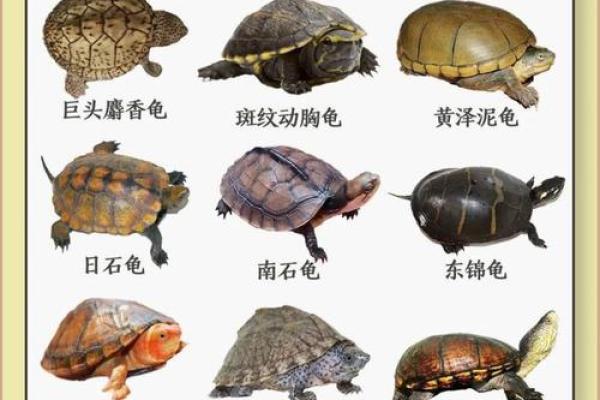 水命人适合的乌龟类型及其饲养技巧详解