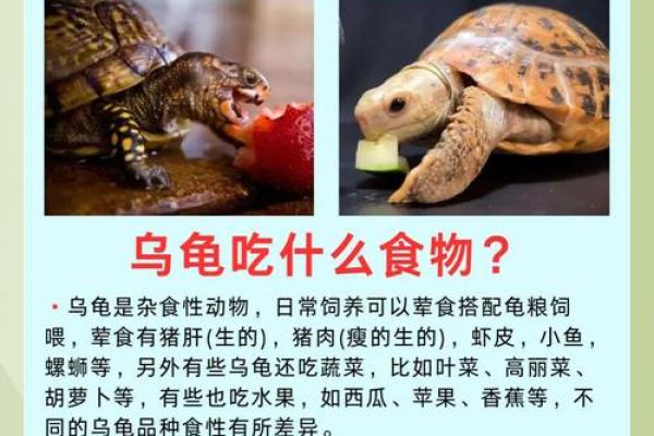 水命人适合的乌龟类型及其饲养技巧详解