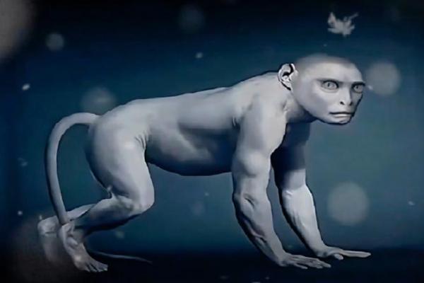 时尚猴子：探索其命理与个性魅力的奇妙世界