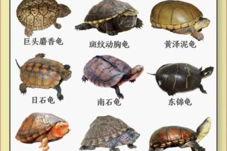 水命人适合的乌龟类型及其饲养技巧详解