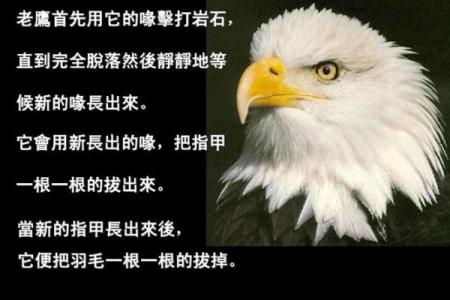 西四命与火命的深刻区别与人生启示