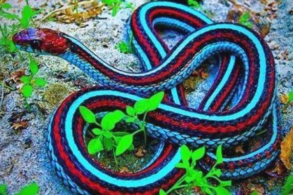 饿火命的色彩之梦:探寻火的热情与色彩的魅力 饿火命的色彩之梦:探寻火的热情与色彩的魅力