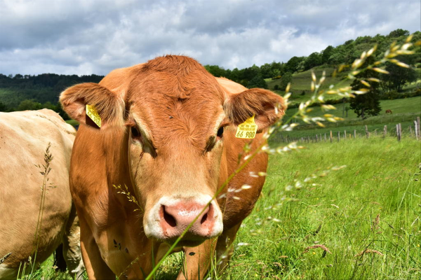 正月十六牛宝宝命运解析：天生财运与桃花运双丰收！