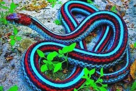 饿火命的色彩之梦：探寻火的热情与色彩的魅力