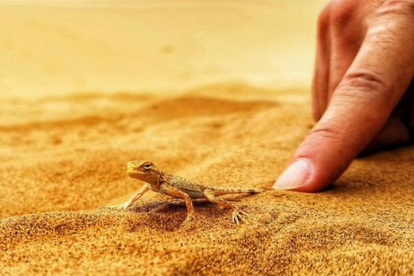 解密石榴木命：自然之力与命理智慧的交汇点