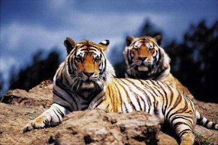 老虎命的命理解析：勇猛与智慧并存的生命旅程