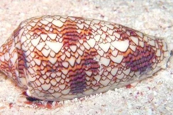 命盘空白的奥秘:探索没有星星的神秘世界 命盘空白的奥秘:探索没有星星的神秘世界