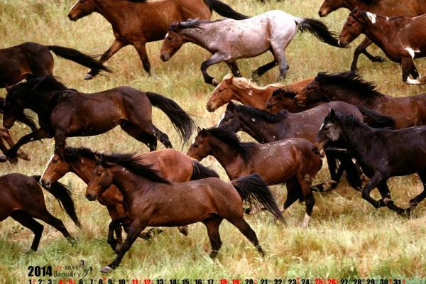 2014年马年运势解析:命缺何物与补救秘籍 2014年马年运势解析:命缺何物与补救秘籍