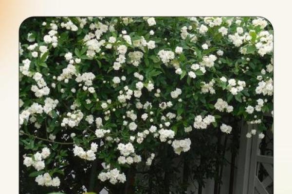 火命人如何选择最合适的木香?带您走进木香的魅力世界! 火命人如何选择最合适的木香?带您走进木香的魅力世界!