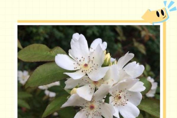 火命人如何选择最合适的木香?带您走进木香的魅力世界! 火命人如何选择最合适的木香?带您走进木香的魅力世界!