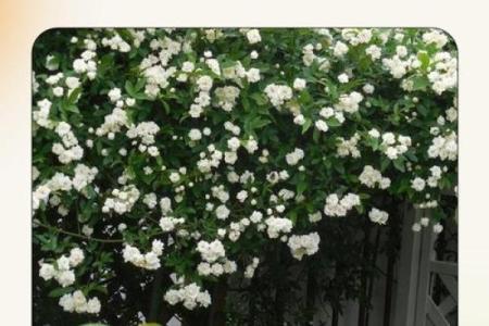 火命人如何选择最合适的木香？带您走进木香的魅力世界！