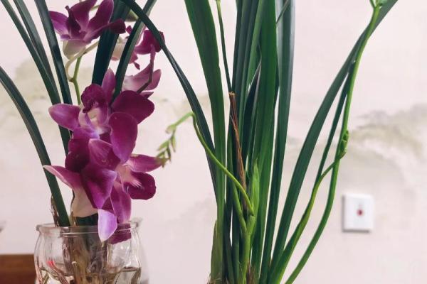 适合“饿金命”的鲜花,点亮你的生活与运势! 适合“饿金命”的鲜花,点亮你的生活与运势!