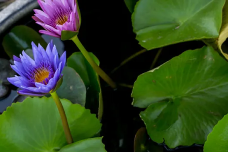 炉中火命：温暖而坚定的人生旅程解析