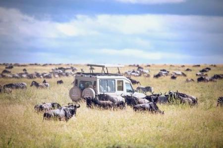一命换一命：动物界的生死决斗与奇妙平衡