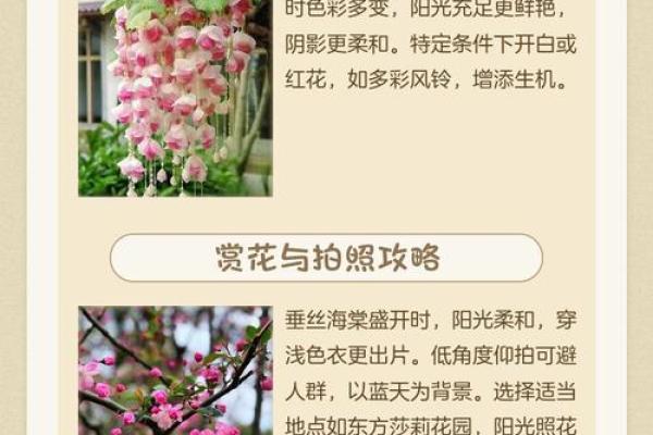 海棠木命的颜色配饰与风格：寻找最佳搭配之道