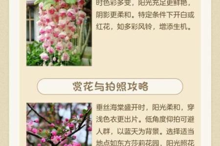 海棠木命的颜色配饰与风格：寻找最佳搭配之道