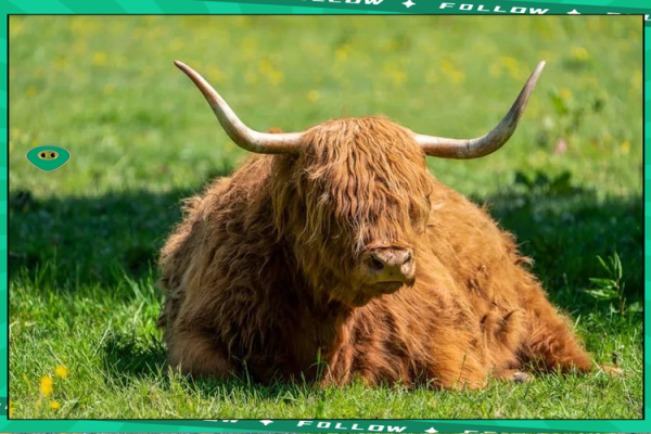 1997年属牛的人命运解析：重塑自我，开启人生新篇章