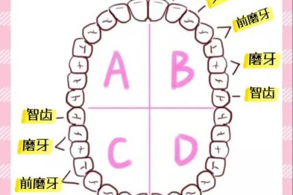 揭开牙齿奥秘:35颗牙齿与命运的奇妙关系 揭开牙齿奥秘:35颗牙齿与命运的奇妙关系