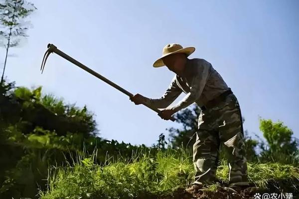 农民的命：土地与希望的永恒交织