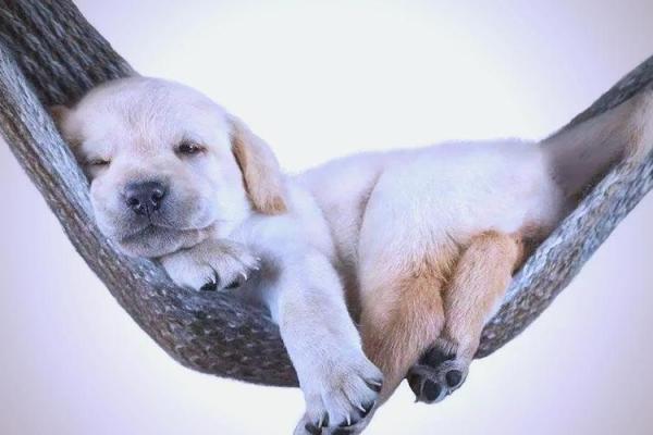 狗年出生的人命运与性格特点探究 狗年出生的人命运与性格特点探究