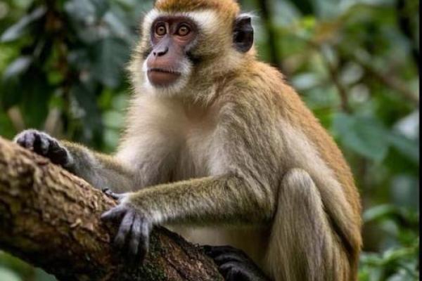 揭秘1968年属猴人的命运与个性特征,洞察其生活之道 揭秘1968年属猴人的命运与个性特征,洞察其生活之道