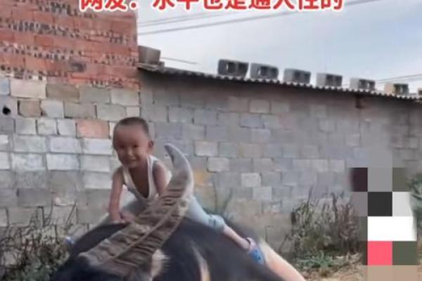 205年：水牛年与人的命运交织