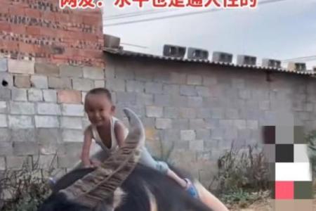 205年：水牛年与人的命运交织