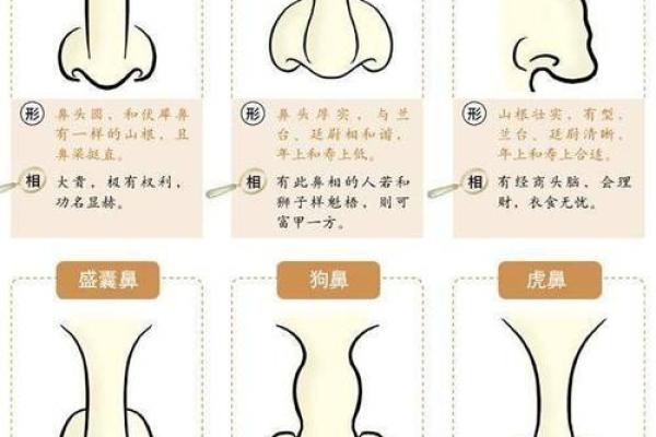 了解鼻孔不大又圆的命运与性格特征