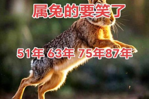 2006年兔年出生的人命运与性格解析：揭秘兔子的神秘魅力与命理奥秘