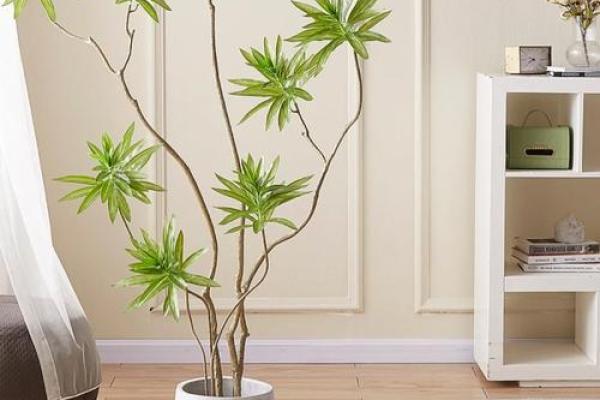 涧下水命人士适宜的植物与摆放技巧解析