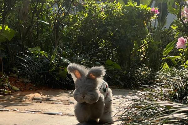 聪明兔子的智慧与命运：探秘生存之道