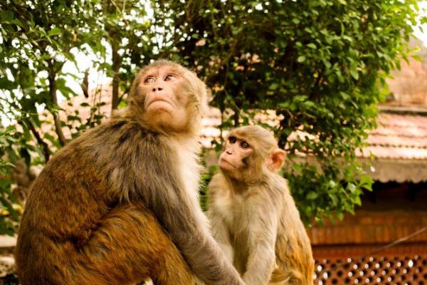 揭秘属猴1980年的命运与性格特征，探索人生道路的无尽可能！