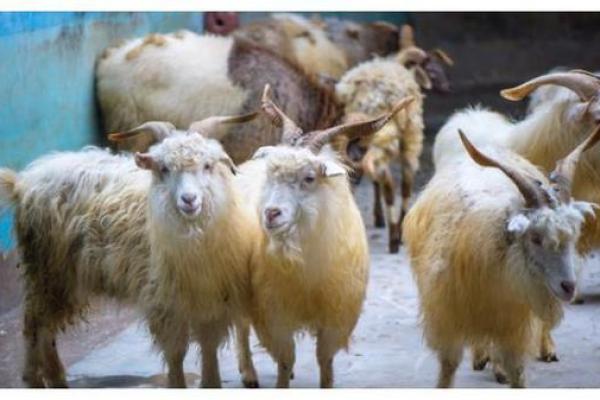 解读羊年未时出生者的命运与性格特点