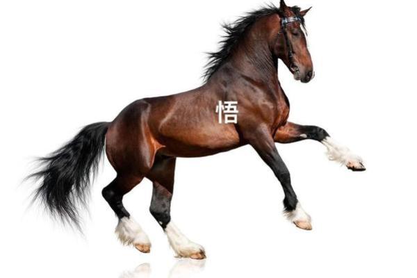 2014年生肖马：探索你的命运与性格特征