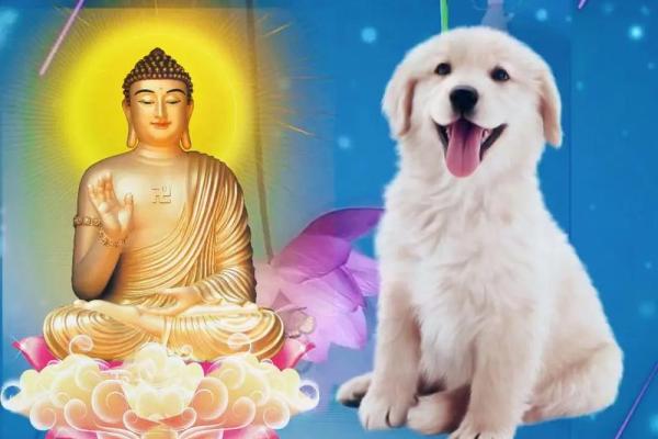 1994年出生的狗：命运与性格的完美交融