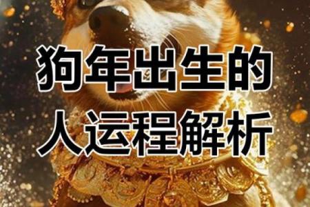 2020属狗人的命运解析：如何把握机遇与挑战的平衡