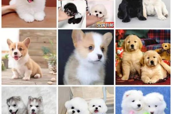 白蜡金命人适合养什么宠物？探寻最合适的宠物伴侣！