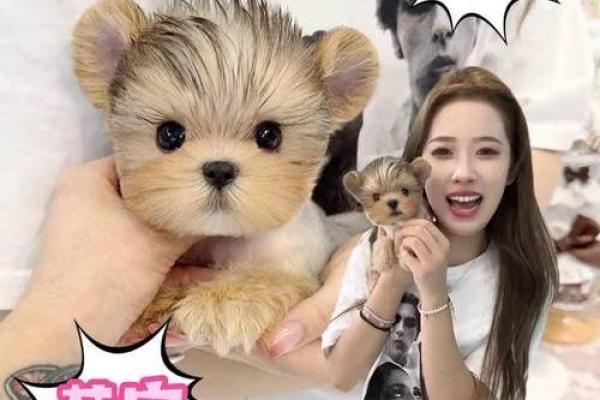 白蜡金命人适合养什么宠物？探寻最合适的宠物伴侣！